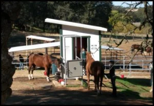 horse rescue