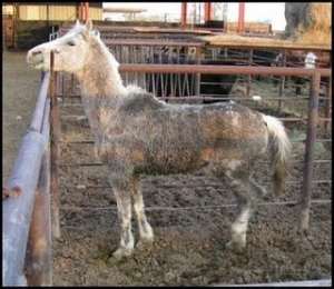 horse rescue