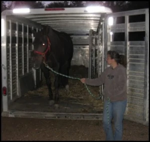 horse rescue
