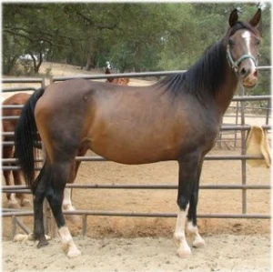 horse rescue