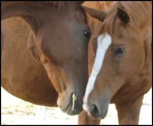 horse rescue