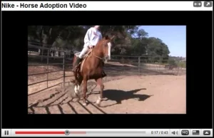 horse rescue