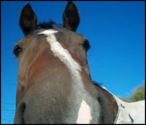 horse rescue