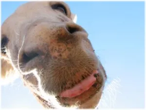 horse rescue