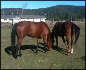 horse rescue