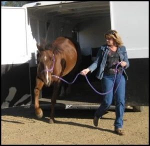 horse rescue