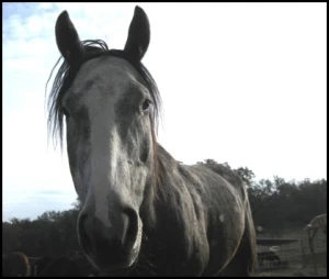 horse rescue