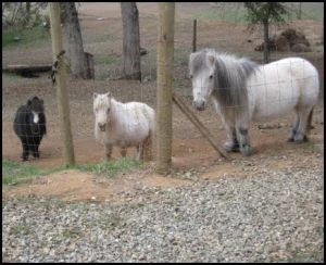 horse rescue