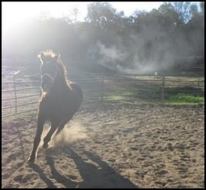 horse rescue