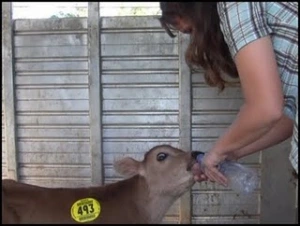 horse rescue