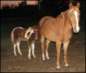 horse rescue