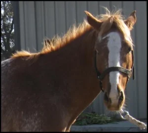 horse rescue