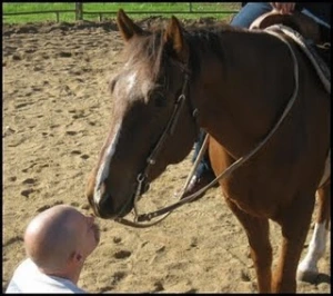horse rescue