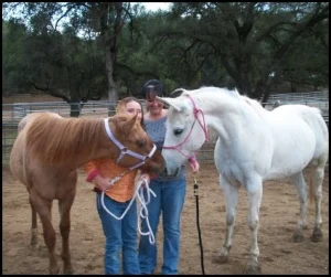 horse shelter