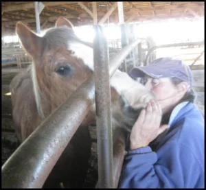 horse rescue