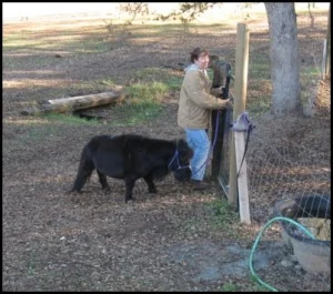 horse rescue