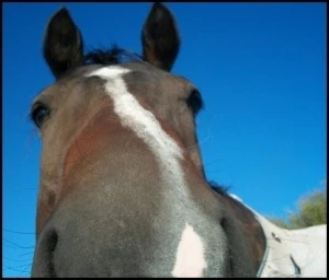 horse rescue