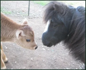 horse rescue