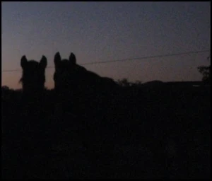 horse rescue