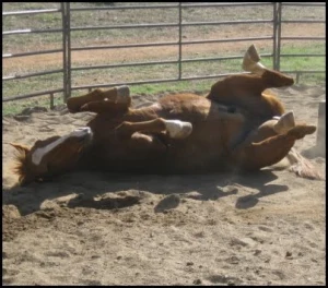 horse rescue