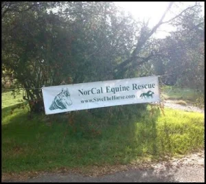 horse rescue