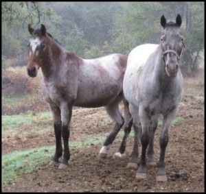 horse rescue