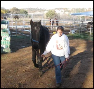 horse rescue