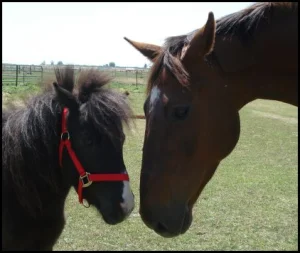 horse rescue