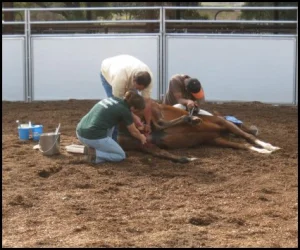 horse rescue