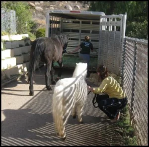 horse rescue