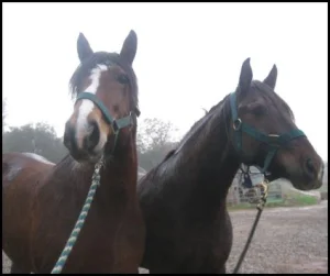 horse rescue