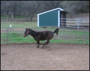 horse rescue