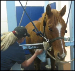 horse rescue