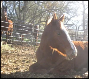 horse rescue