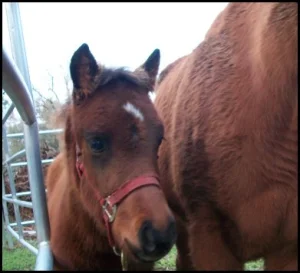 horse shelter