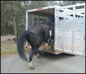 horse shelter