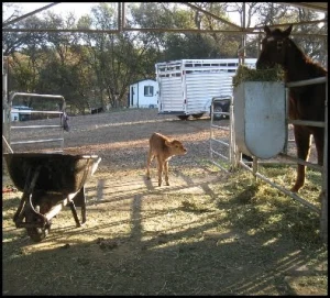 horse rescue