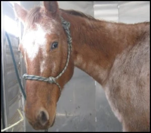 horse rescue