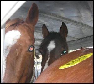 horse rescue