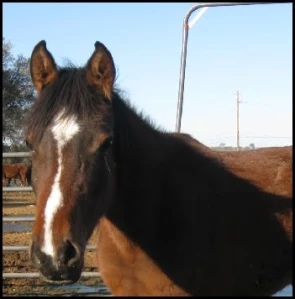 horse rescue