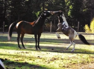 horse shelter