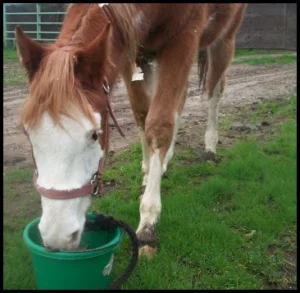 horse shelter