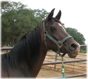 horse rescue