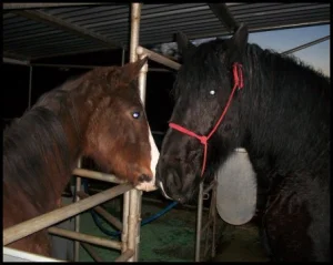 horse shelter