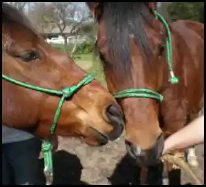 horse shelter