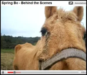 horse shelter