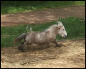 horse shelter