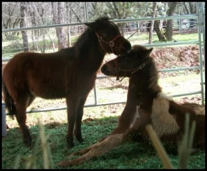 horse shelter