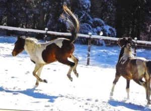 horse rescue