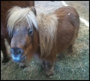 horse shelter
